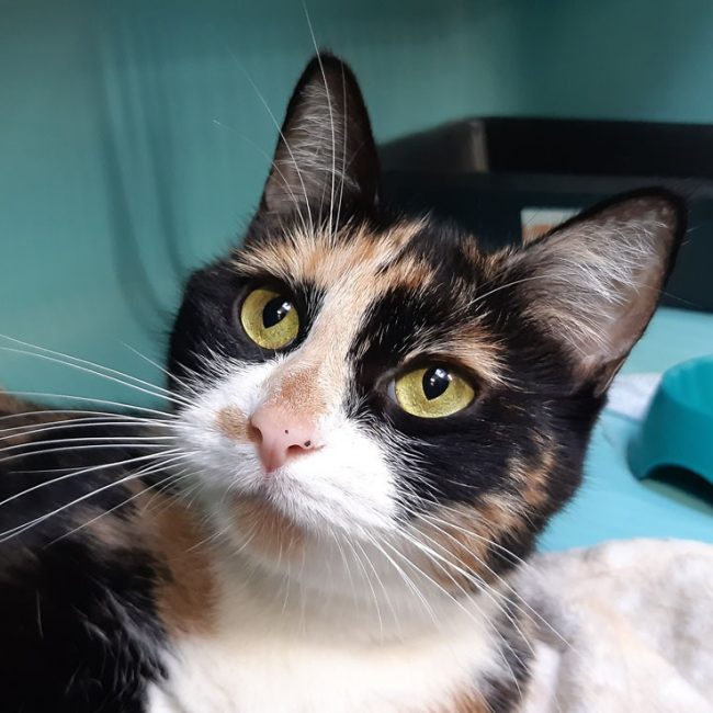 Dior - Chat Européen à adopter