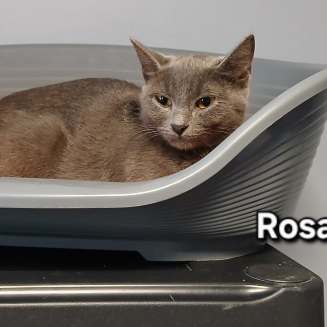 Rosa