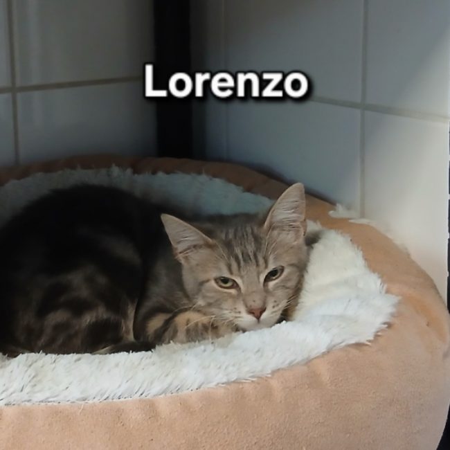 Lorenzo - Chat Européen à adopter