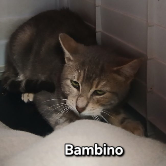 Bambino