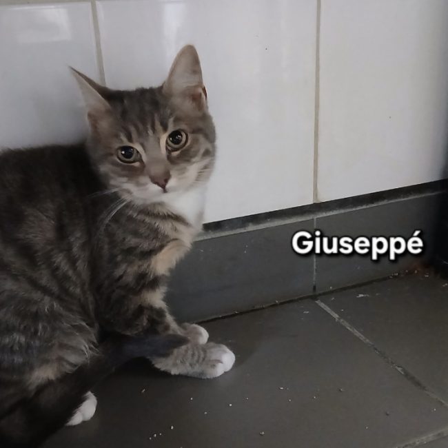Giuseppe