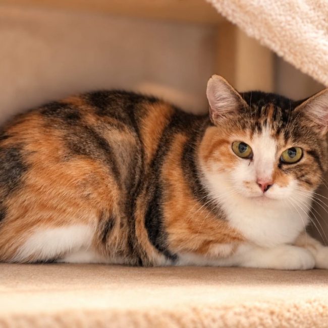 Jenga - Chat Européen à adopter
