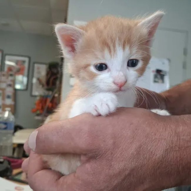 Risquetout - Chat Européen à adopter