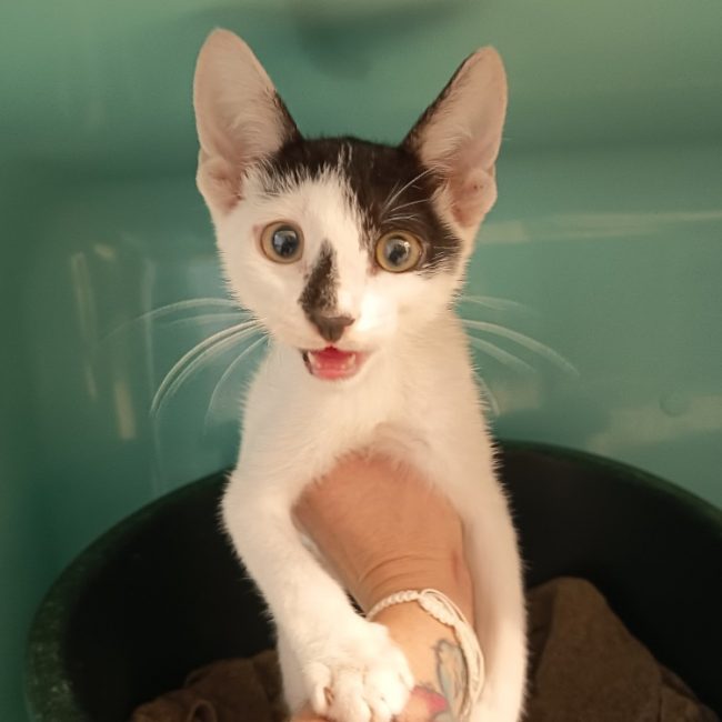 Rio - Chat Européen à adopter