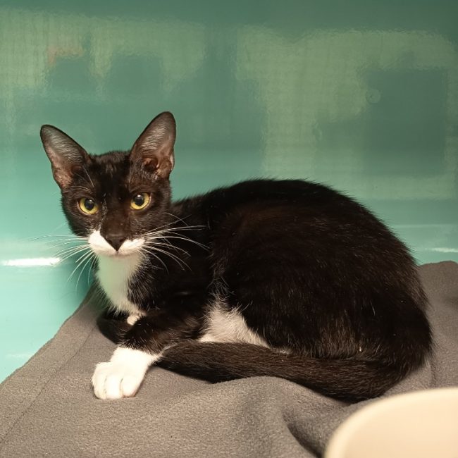 Aime - Chat Européen à adopter