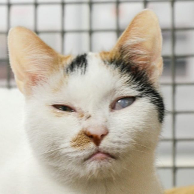 Hortensia - Chat Européen à adopter