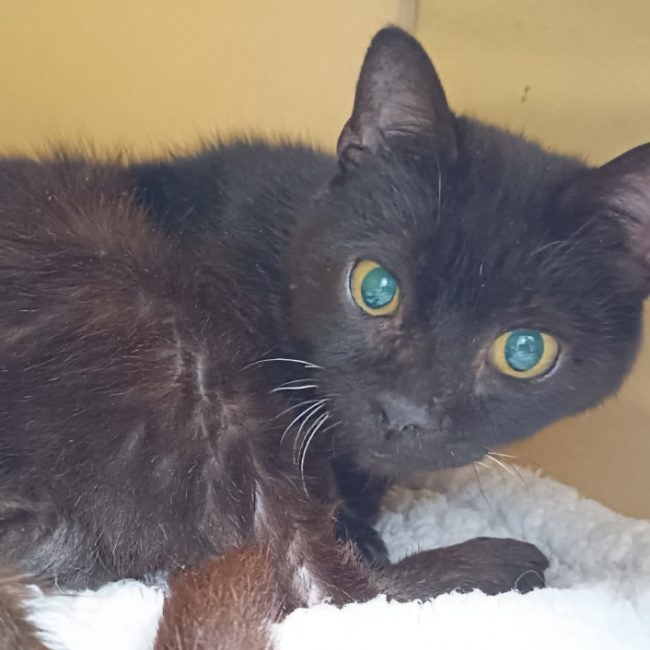Nivora - Chat Européen à adopter