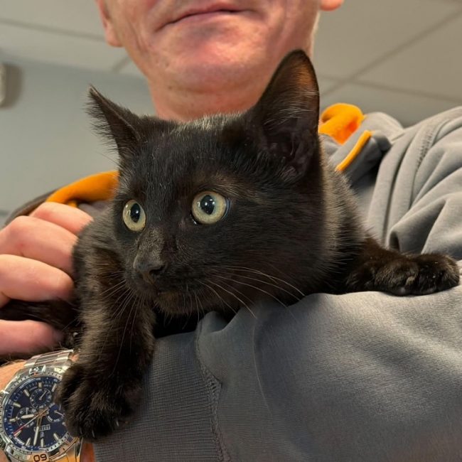 Miou - Chat Européen à adopter