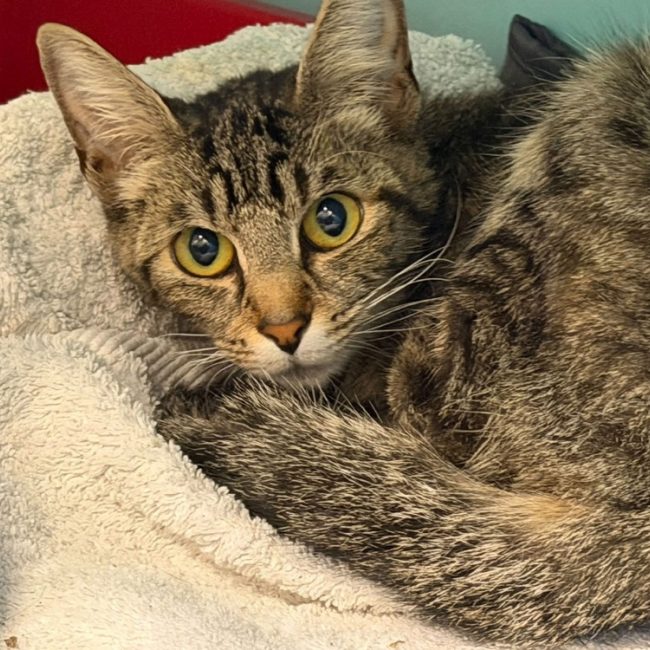 Melisse - Chat Européen à adopter
