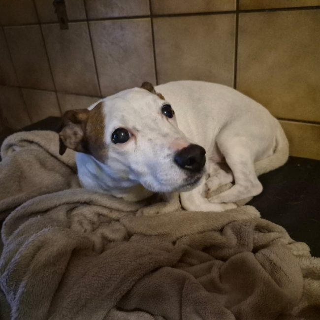 Cookie - Chien à adopter