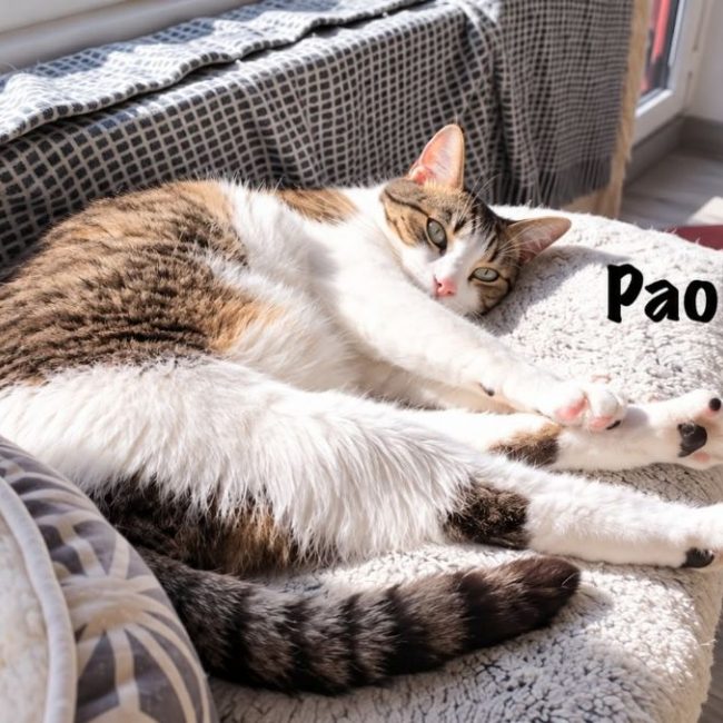 PAOLO