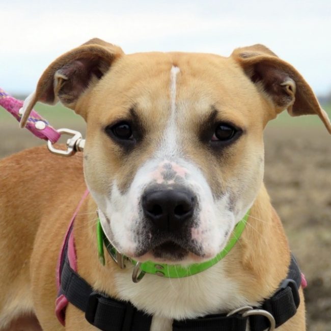 Hoshi - Chien à adopter