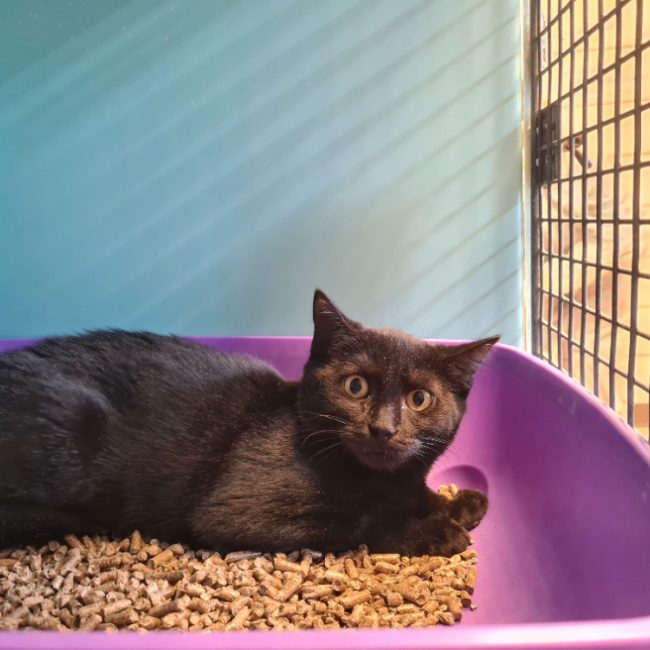 Edwina - Chat Européen à adopter