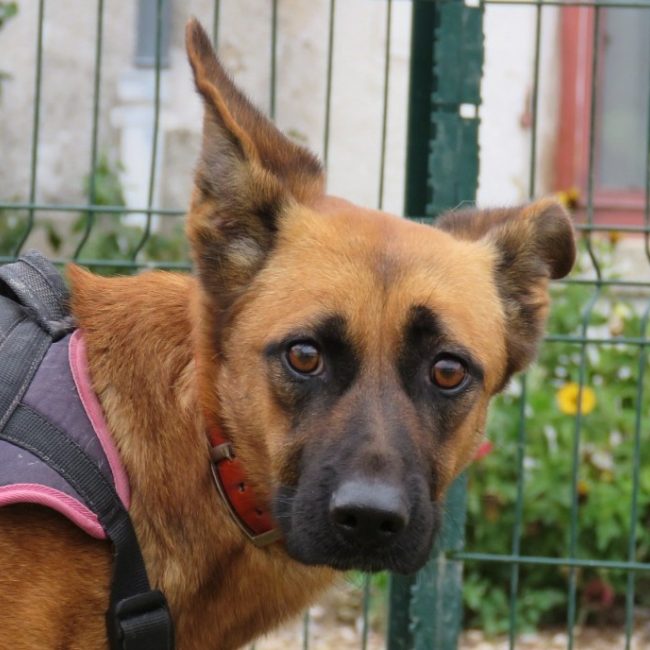 Iris - Chien Berger à adopter