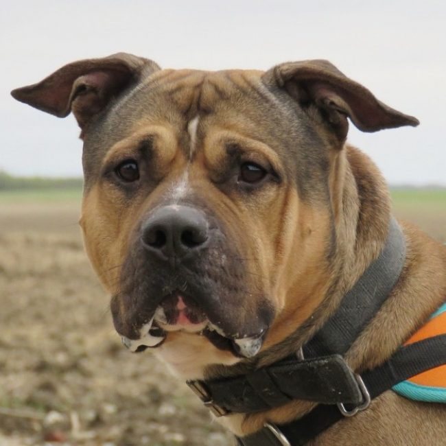 Bazooka - Chien Bouledogue Américain à adopter