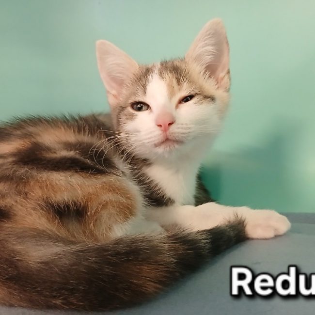 Reduc - Chat Européen à adopter