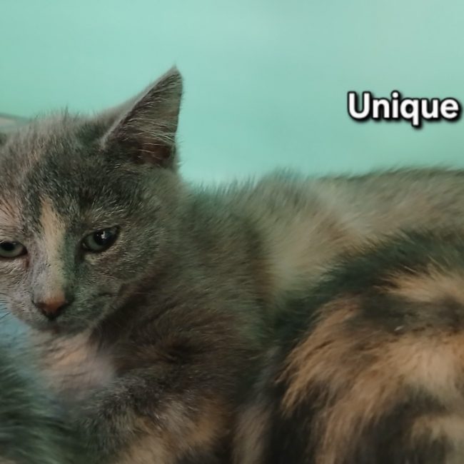 Unique - Chat Européen à adopter