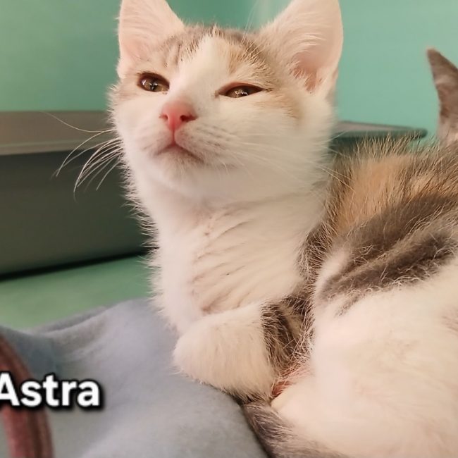 Astra - Chat Européen à adopter
