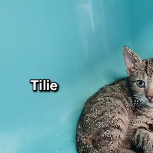 Tilie - Chat Européen à adopter