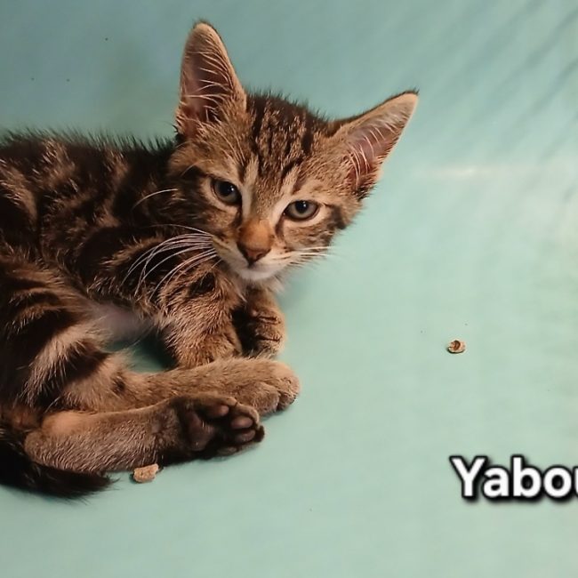 Yabou - Chat Européen à adopter