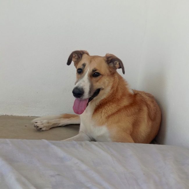 CAPI - Chien à adopter