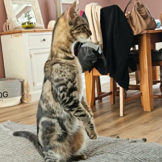 MIKI - Chat Européen à adopter