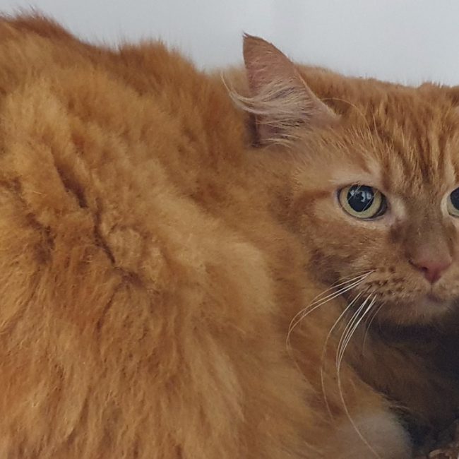 Cannelle - Chat Européen à adopter