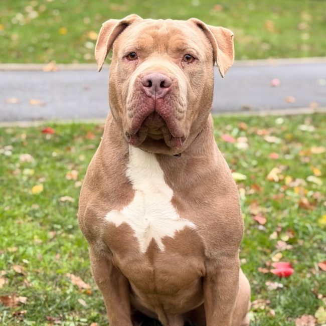 Tyson - Chien American Bully à adopter