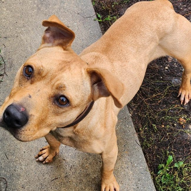 Toffee - Chien à adopter