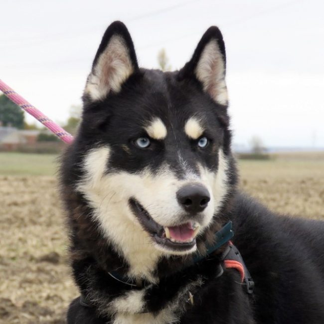 Vegas - Chien Husky Sibérien à adopter