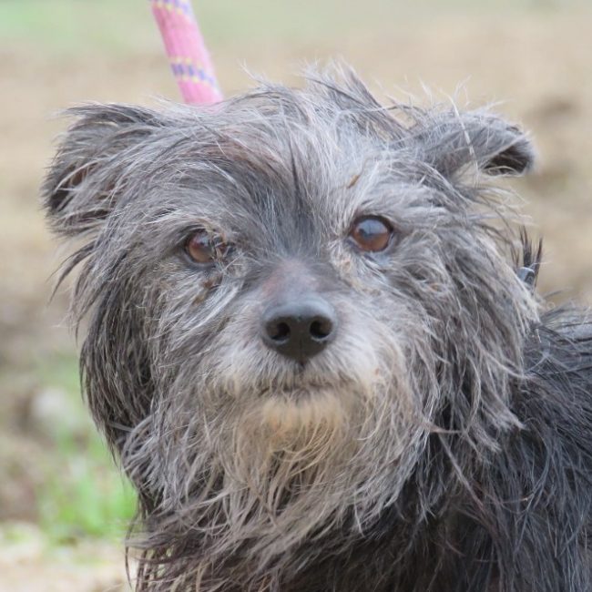 Mandarine - Chien Ratier pragois à adopter