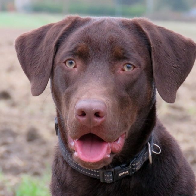 Koda - Chien à adopter