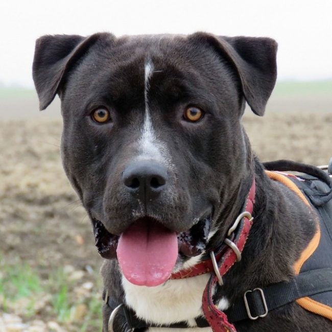 Iron - Chien à adopter