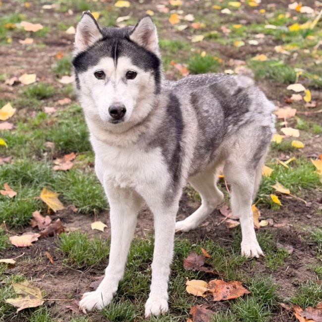 Latika - Chien Husky Sibérien à adopter