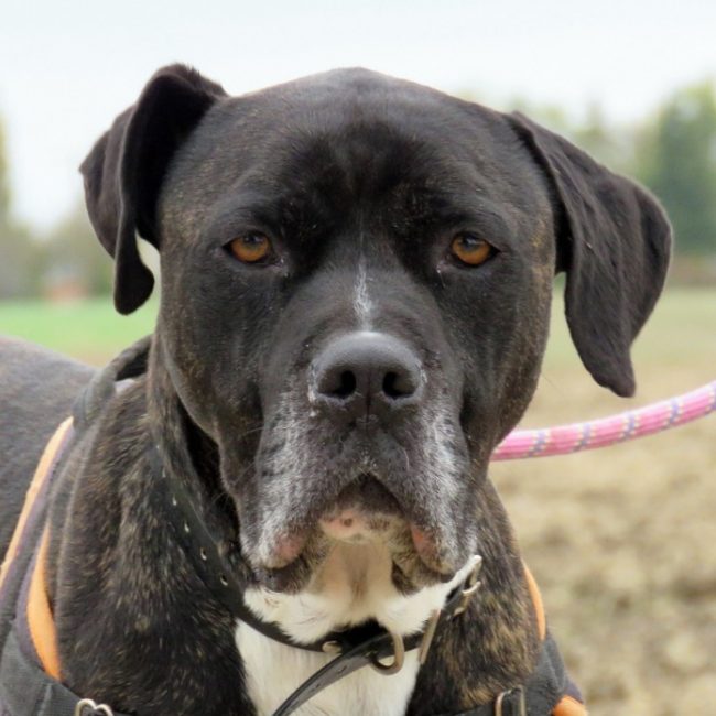 Kemai - Chien à adopter