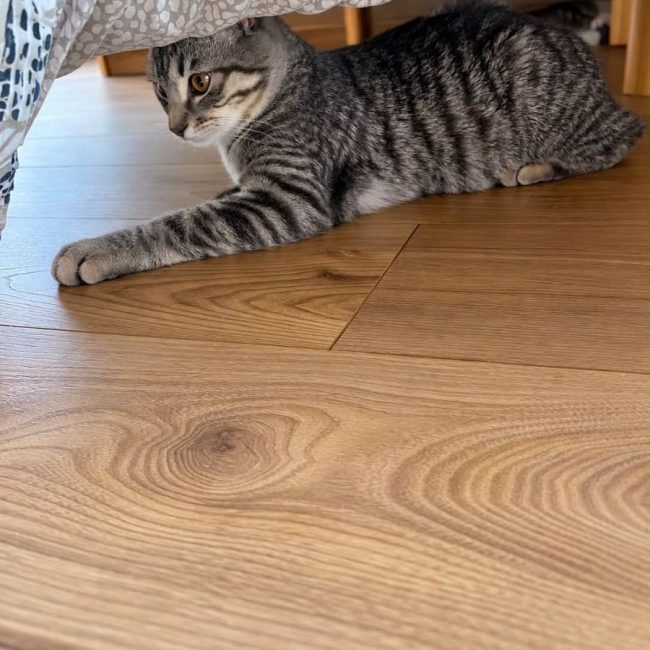 ALBATOR - Chat Européen à adopter