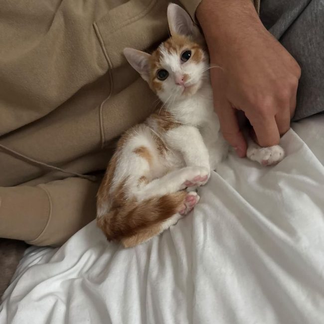 Miro - Chat Européen à adopter