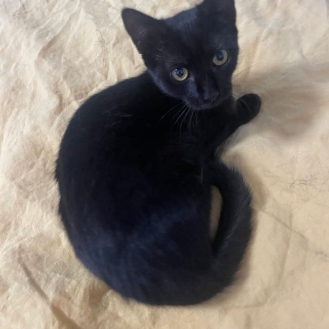Louisa - Chat Européen à adopter