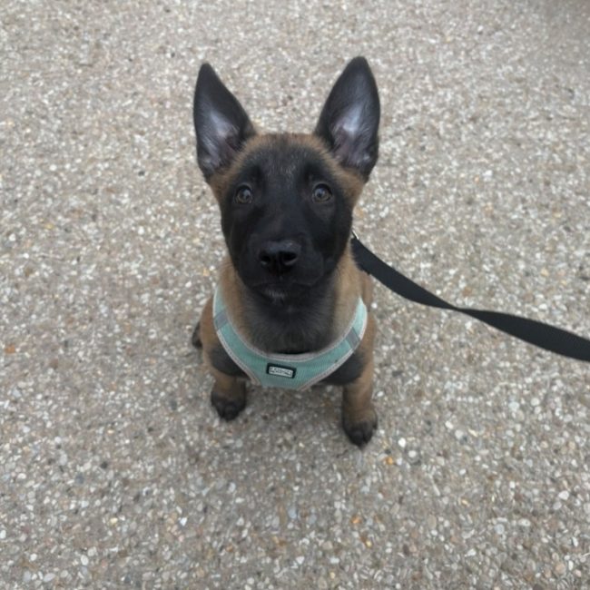 Ginette - Chien Berger Belge Malinois à adopter