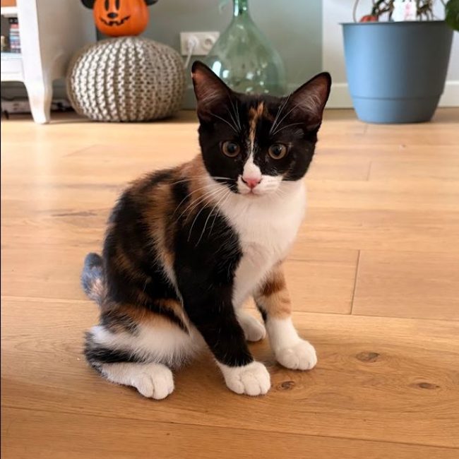Pimprenelle - Chat Européen à adopter