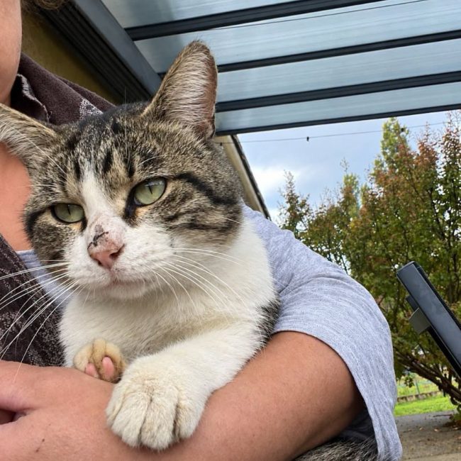 Jacob - Chat à adopter