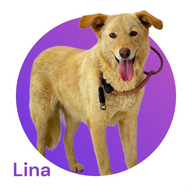 LINA - Chien à adopter
