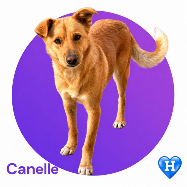CANELLE - Chien à adopter