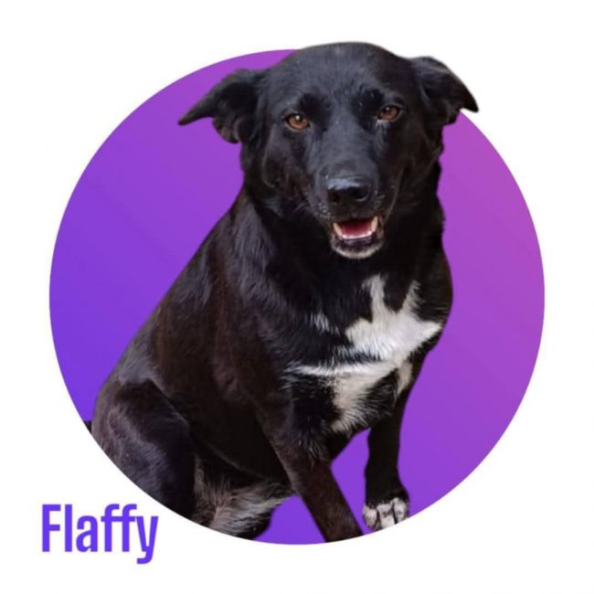 Flaffy - Chien à adopter