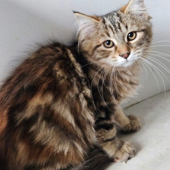 BRIOCHE - Chat Européen à adopter