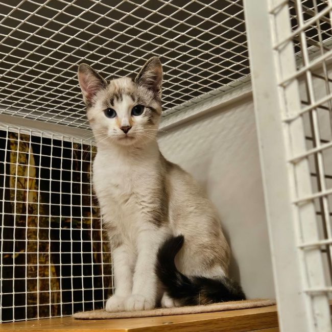 BIJOU - Chat Européen à adopter