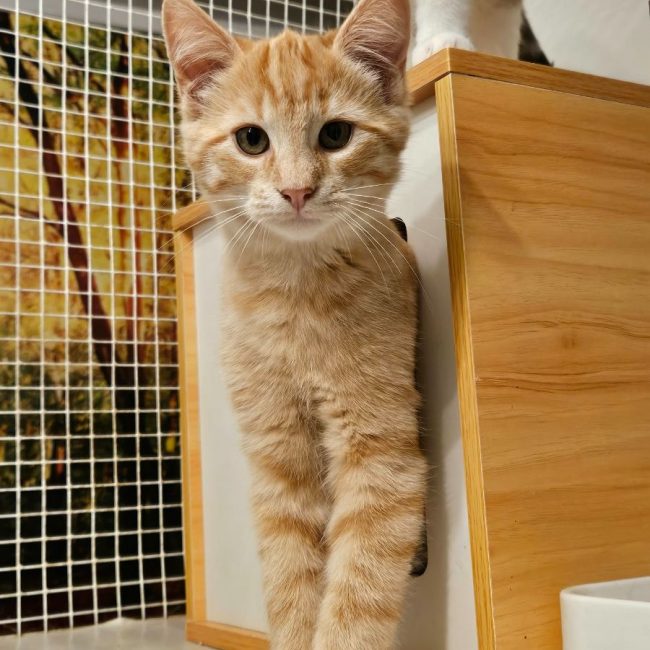 CARAMEL - Chat Européen à adopter