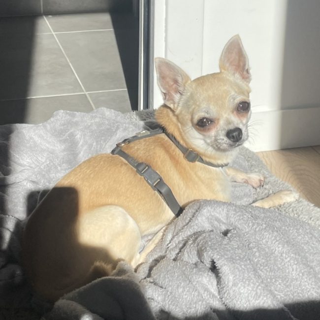 Miette - Chien Chihuahua à adopter