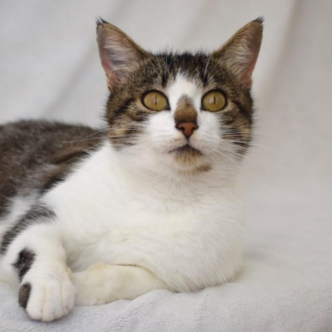 Pampa - Chat Européen à adopter