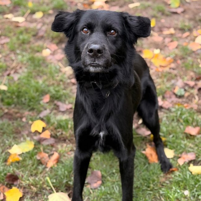 Giles - Chien à adopter